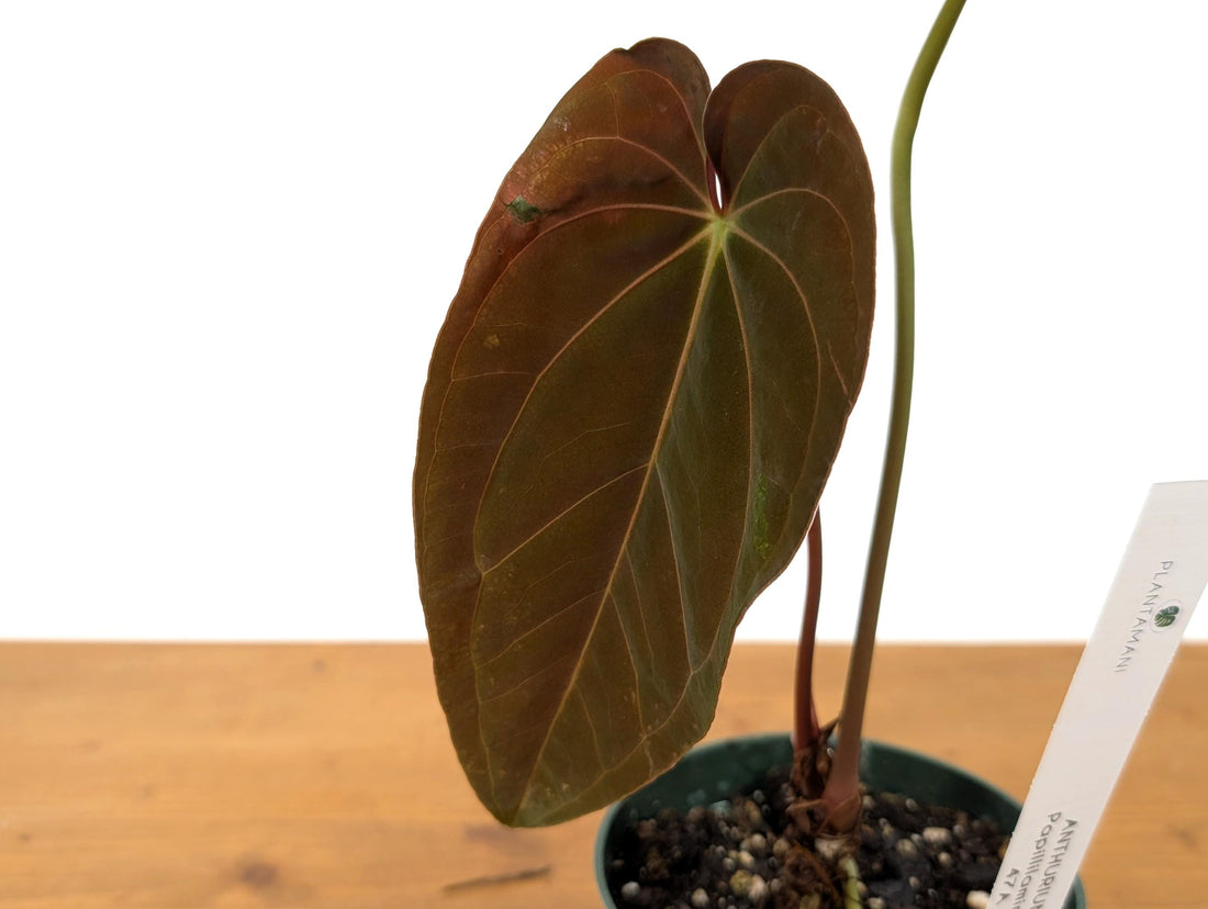 Anthurium Papillilaminum - rare velvet anthurium