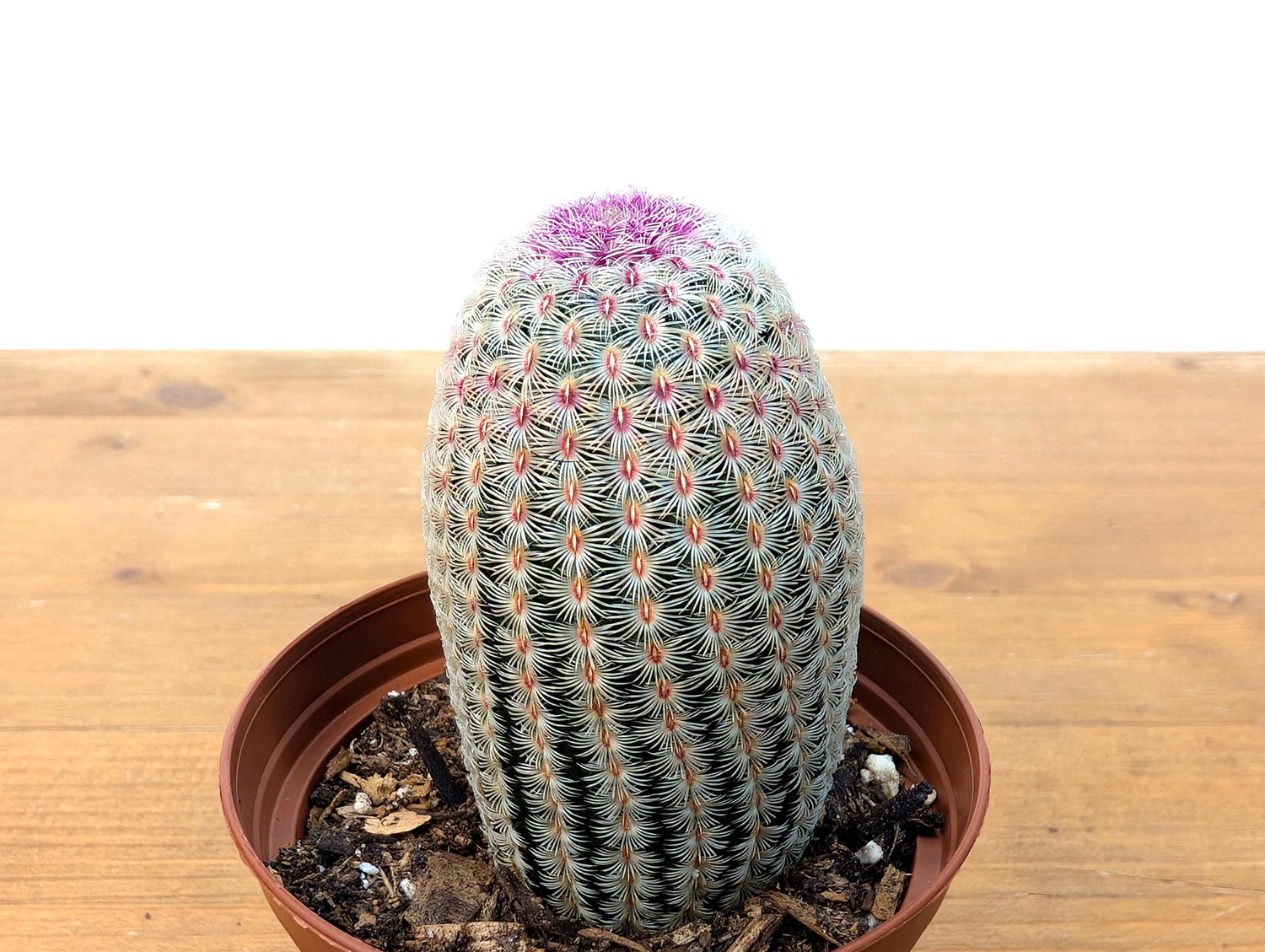 Rainbow Hedgehog Cactus - Echinocereus Rigidissmus Rubrispinus - 3 inch pot