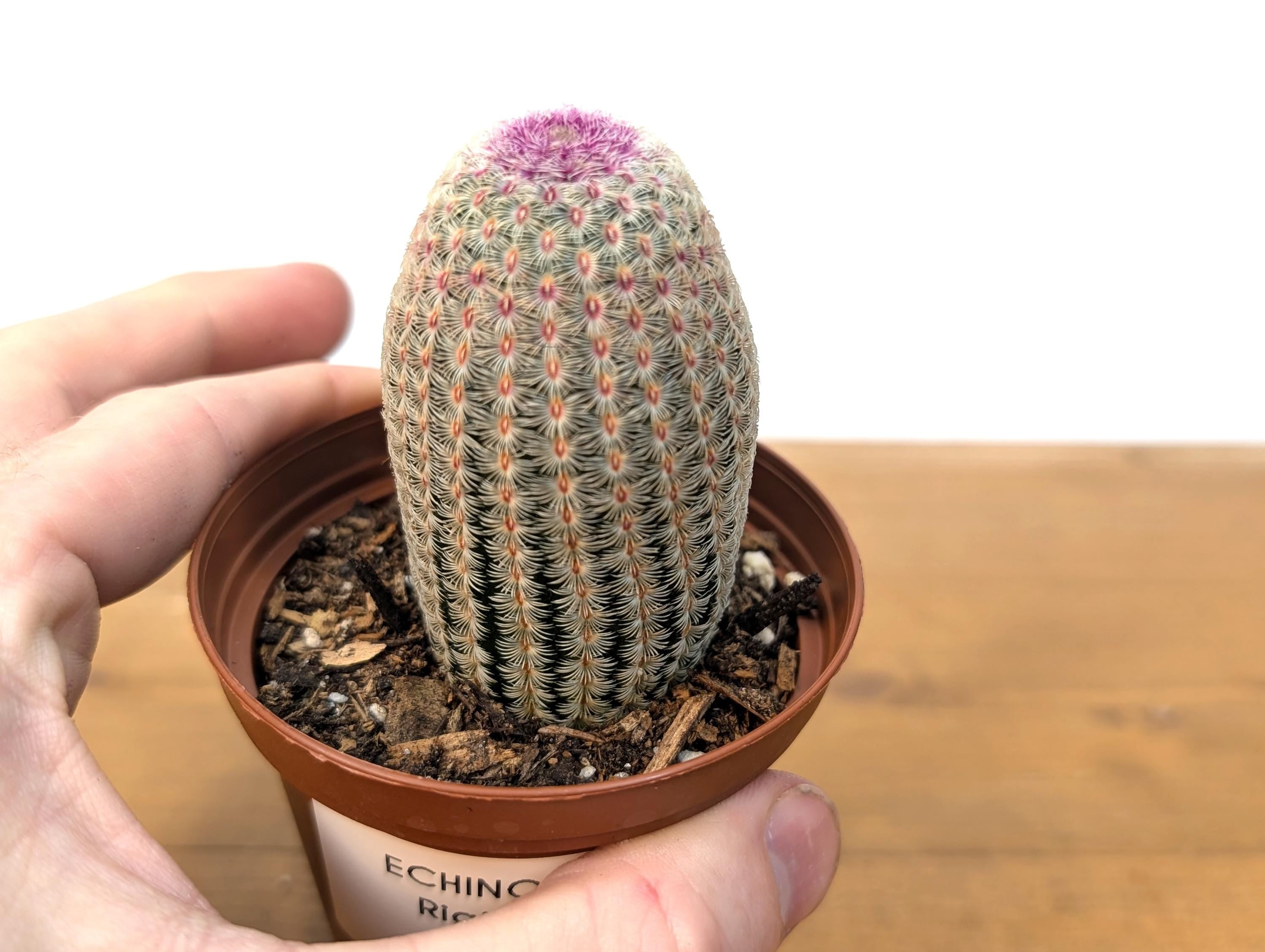 Rainbow Hedgehog Cactus - Echinocereus Rigidissmus Rubrispinus - 3 inch pot