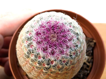 Rainbow Hedgehog Cactus - Echinocereus Rigidissmus Rubrispinus - 3 inch pot