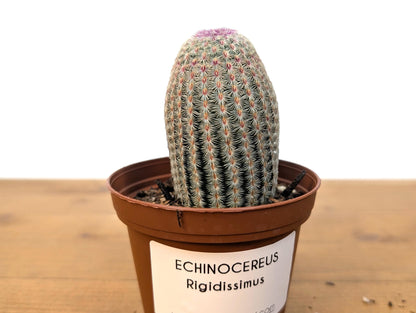 Rainbow Hedgehog Cactus - Echinocereus Rigidissmus Rubrispinus - 3 inch pot