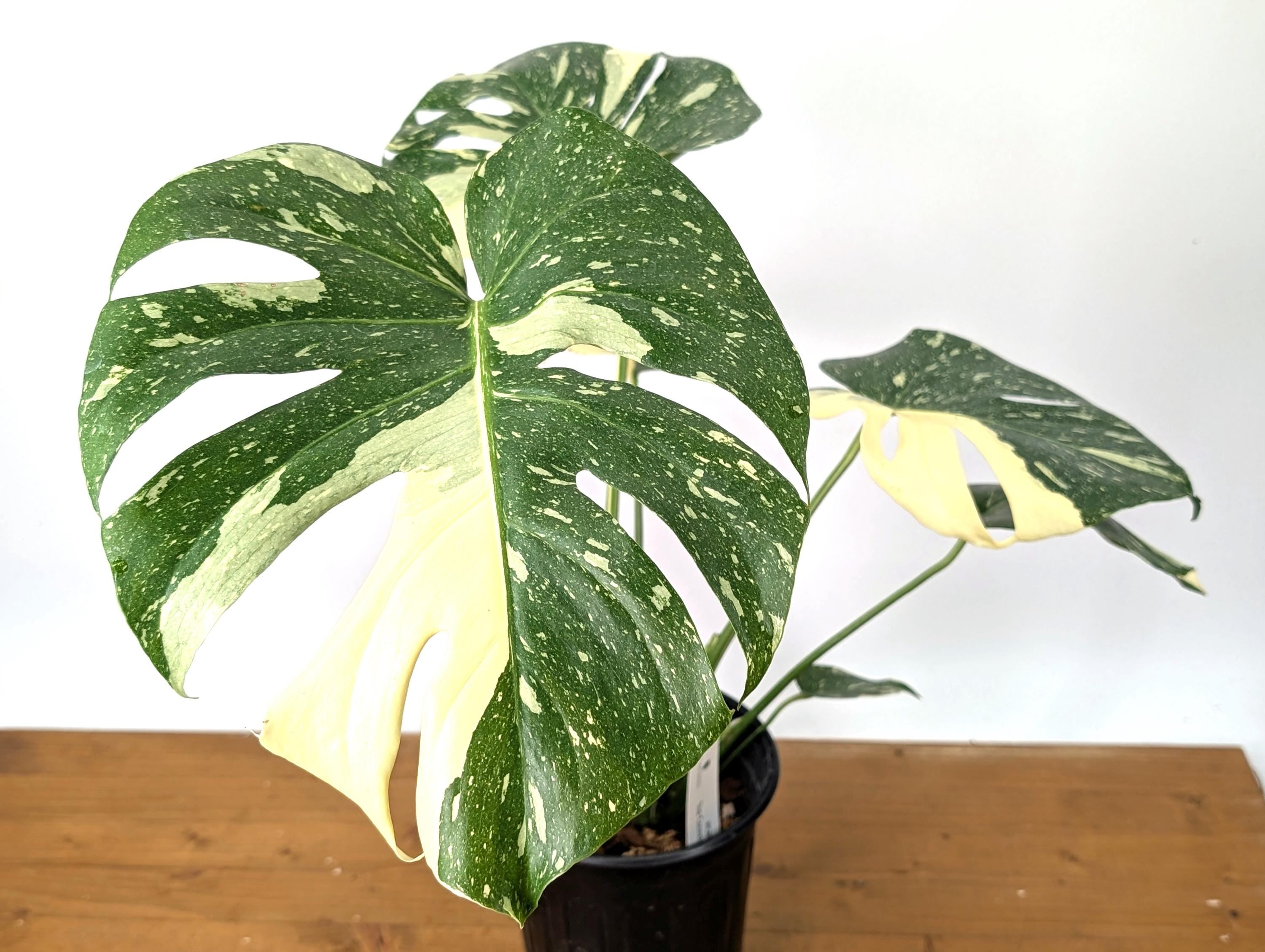 EXACT Monstera Thai Constellation Half Moon Premium in 1 Gallon Pot with Split Leaves (50F)