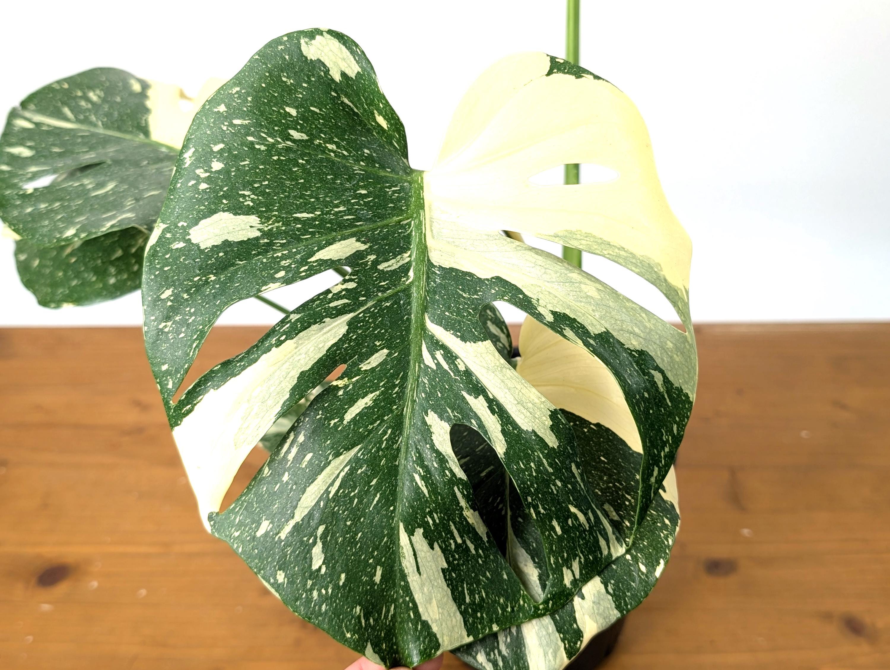 EXACT Monstera Thai Constellation Half Moon Premium in 1 Gallon Pot with Split Leaves (50F)