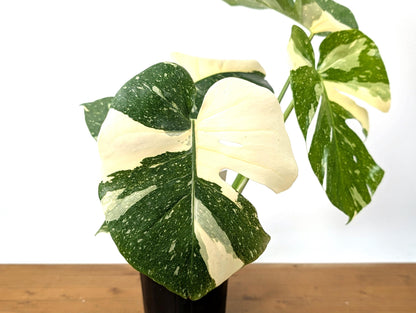 Monstera Thai Constellation Premium in 1 Gallon Pot - Plants 16-24&quot; Tall with Split Leaves