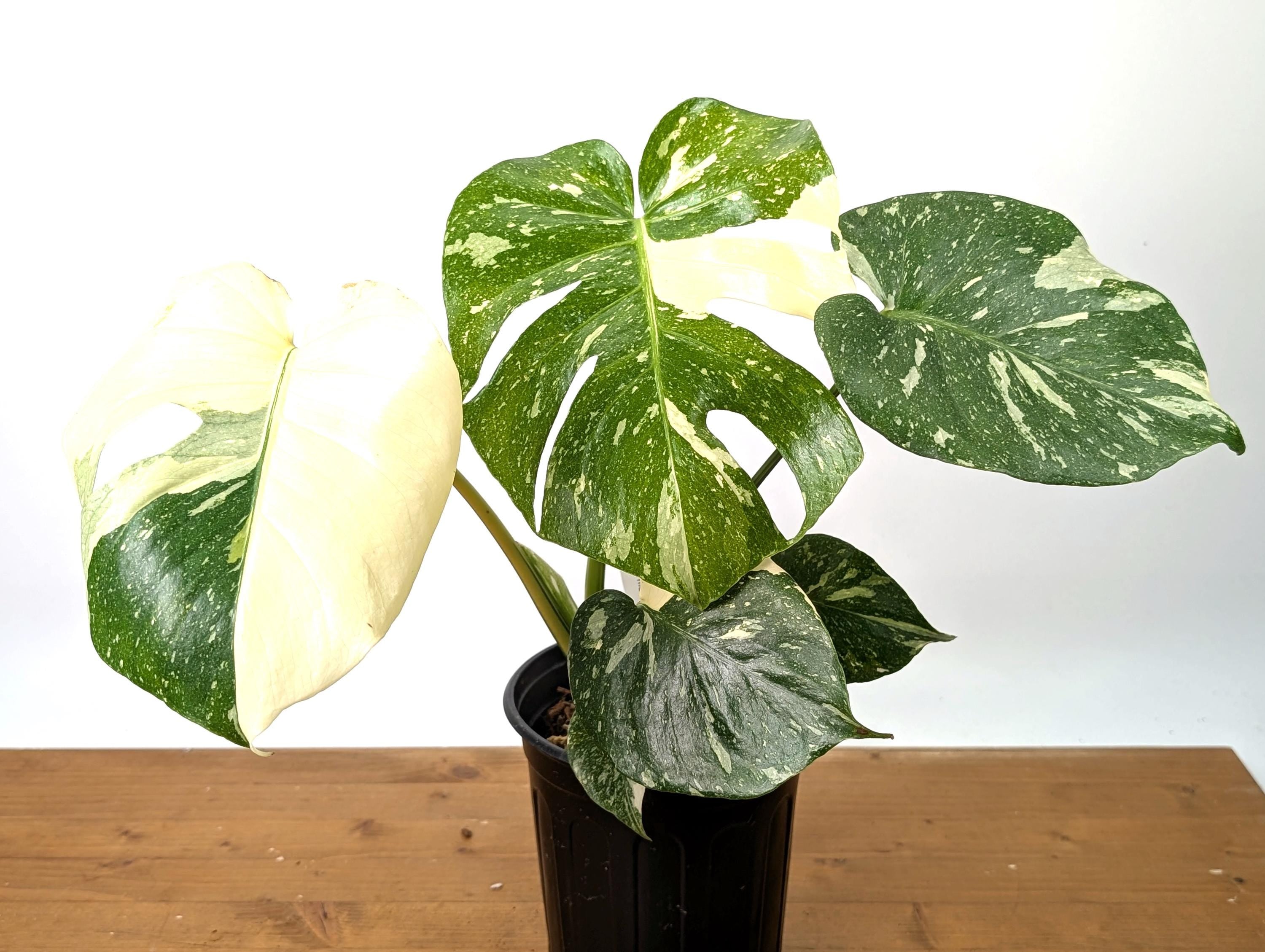 EXACT Monstera Thai Constellation Half Moon Premium in 1 Gallon Pot - Plants 16-24&quot; Tall with Split Leaves (50G)