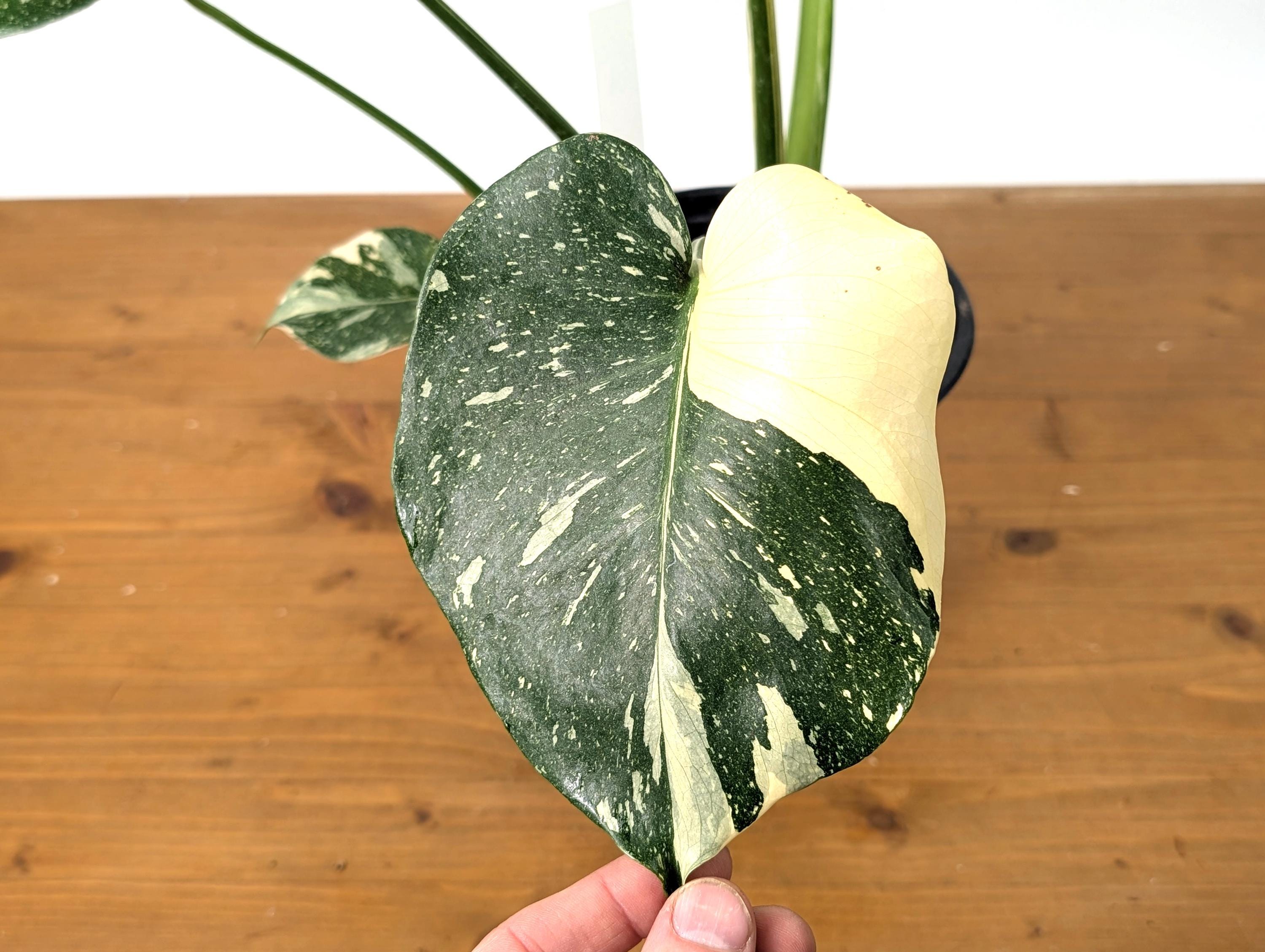 EXACT Monstera Thai Constellation Half Moon Premium in 1 Gallon Pot with Split Leaves (50F)