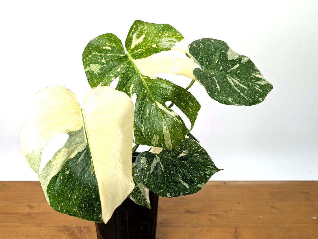 EXACT Monstera Thai Constellation Half Moon Premium in 1 Gallon Pot - Plants 16-24&quot; Tall with Split Leaves (50G)