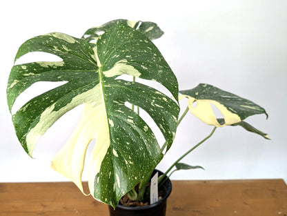 EXACT Monstera Thai Constellation Half Moon Premium in 1 Gallon Pot with Split Leaves (50F)