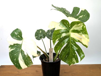 Monstera Thai Constellation Premium in 1 Gallon Pot - Plants 16-24&quot; Tall with Split Leaves