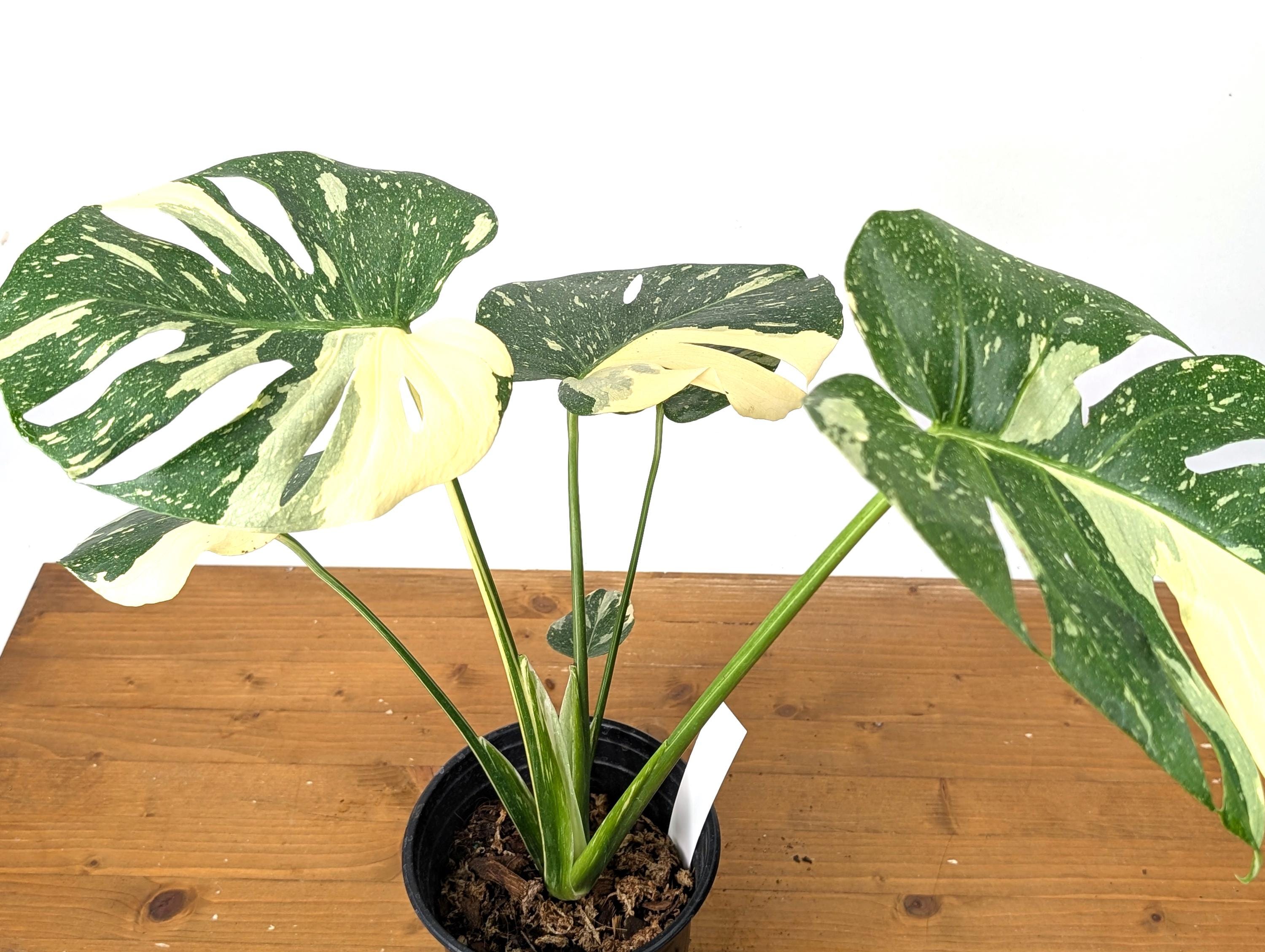 EXACT Monstera Thai Constellation Half Moon Premium in 1 Gallon Pot with Split Leaves (50F)