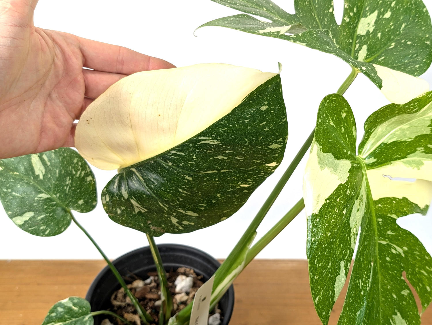 Monstera Thai Constellation Premium in 1 Gallon Pot - Plants 16-24&quot; Tall with Split Leaves