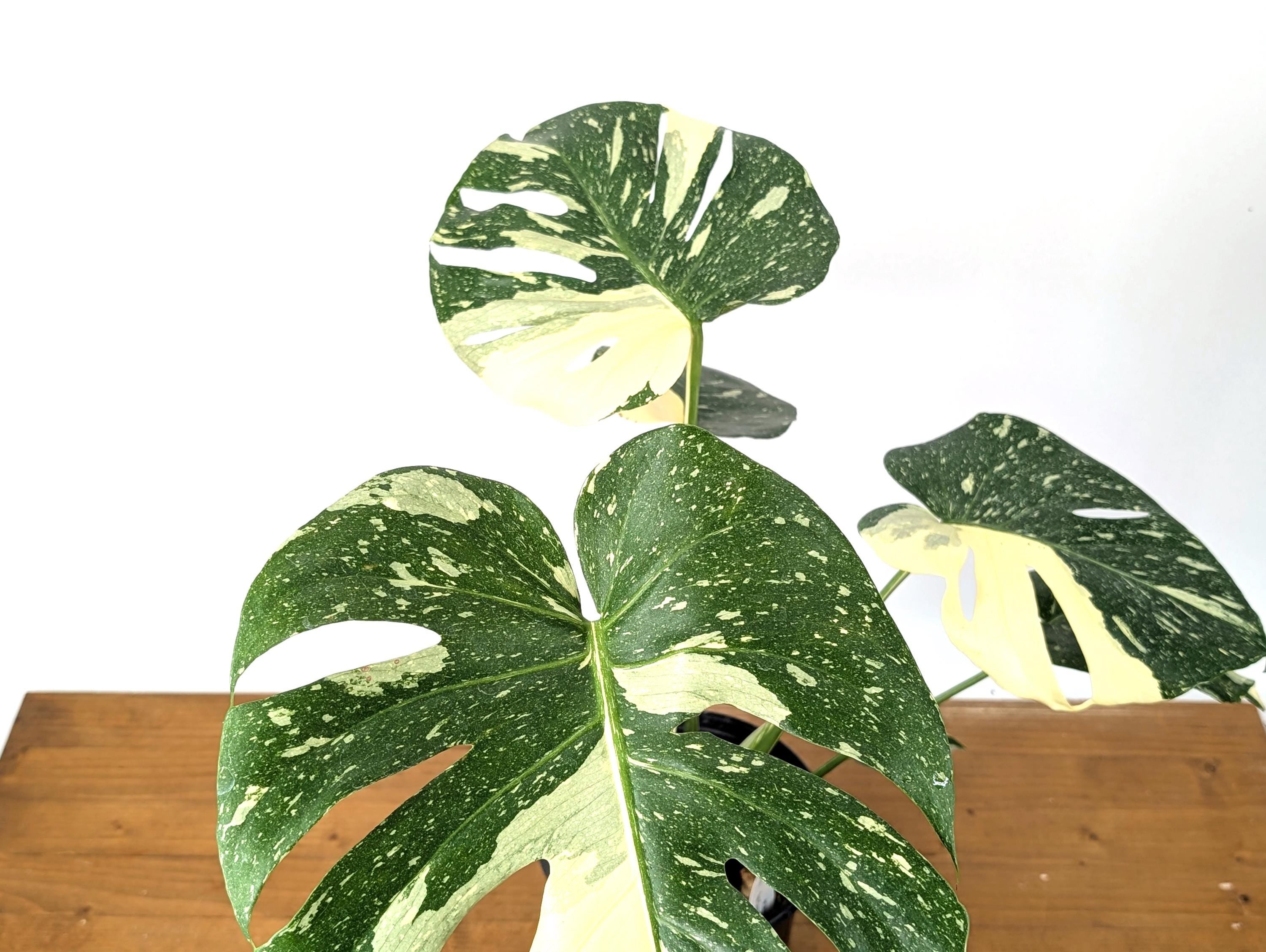 EXACT Monstera Thai Constellation Half Moon Premium in 1 Gallon Pot with Split Leaves (50F)