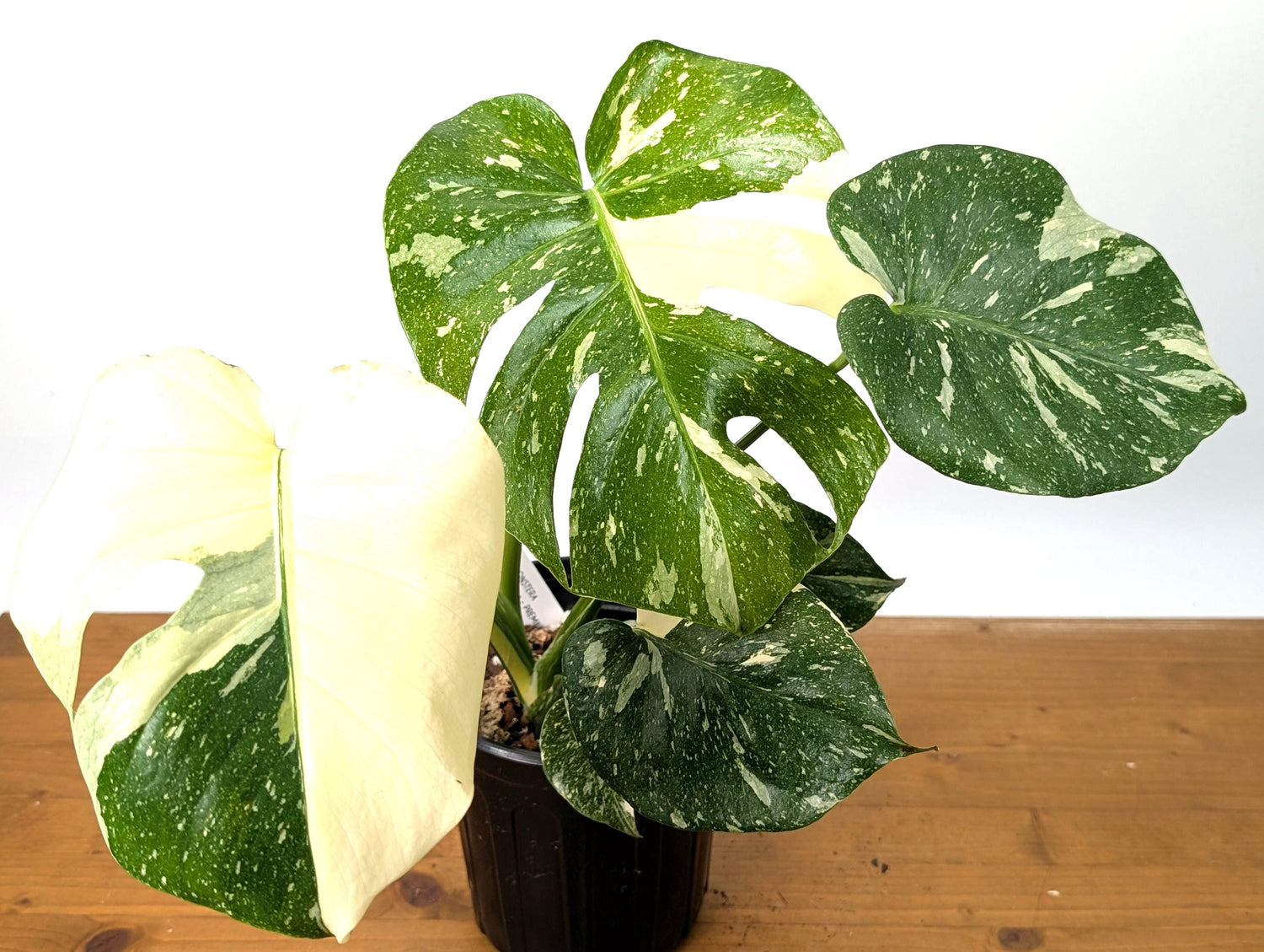 EXACT Monstera Thai Constellation Half Moon Premium in 1 Gallon Pot - Plants 16-24&quot; Tall with Split Leaves (50G)