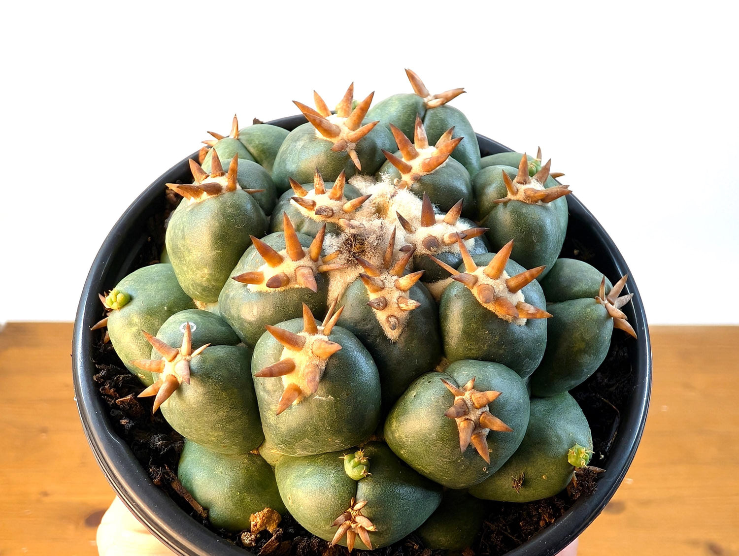 Coryphantha Elephantidens Beehive Cactus - 4 inch pot