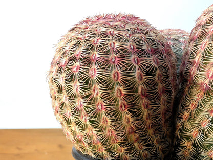 Rainbow Hedgehog Cactus Cluster MULTI HEAD - Echinocereus Rigidissmus Rubrispinus - 4 inch pot