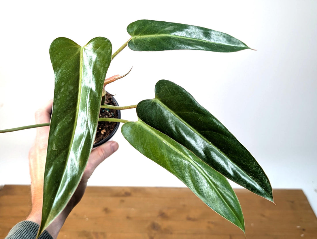 Philodendron Bernardopazzi - Rare Tropical Houseplant Similar Leaves to Spiritus Sancti