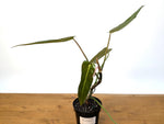 Philodendron Bernardopazzi