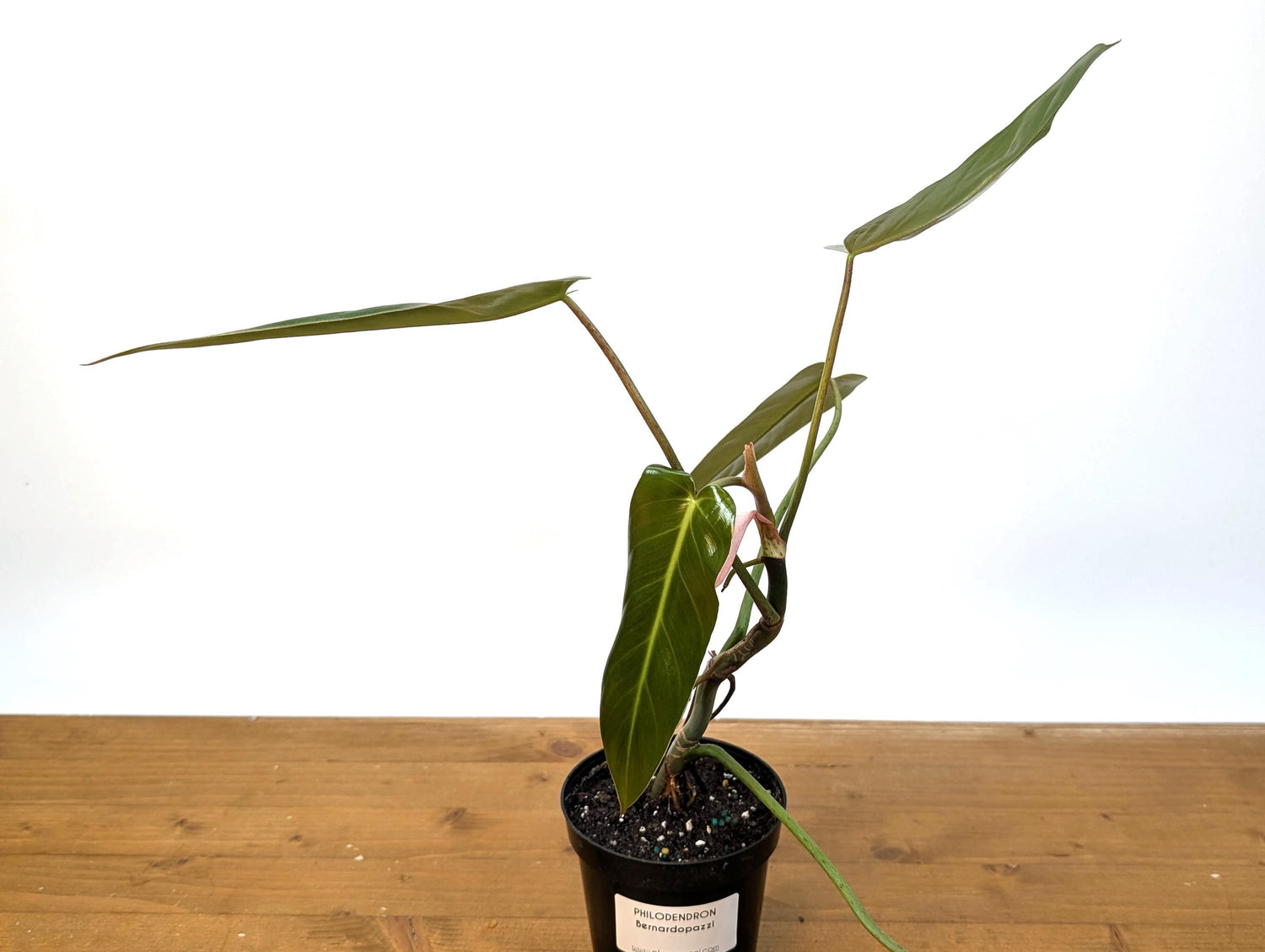 Philodendron Bernardopazzi - Rare Tropical Houseplant Similar Leaves to Spiritus Sancti