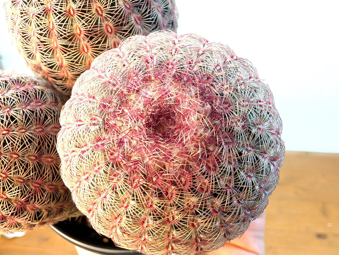 Rainbow Hedgehog Cactus Cluster MULTI HEAD - Echinocereus Rigidissmus Rubrispinus - 4 inch pot