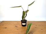 Philodendron Bernardopazzi