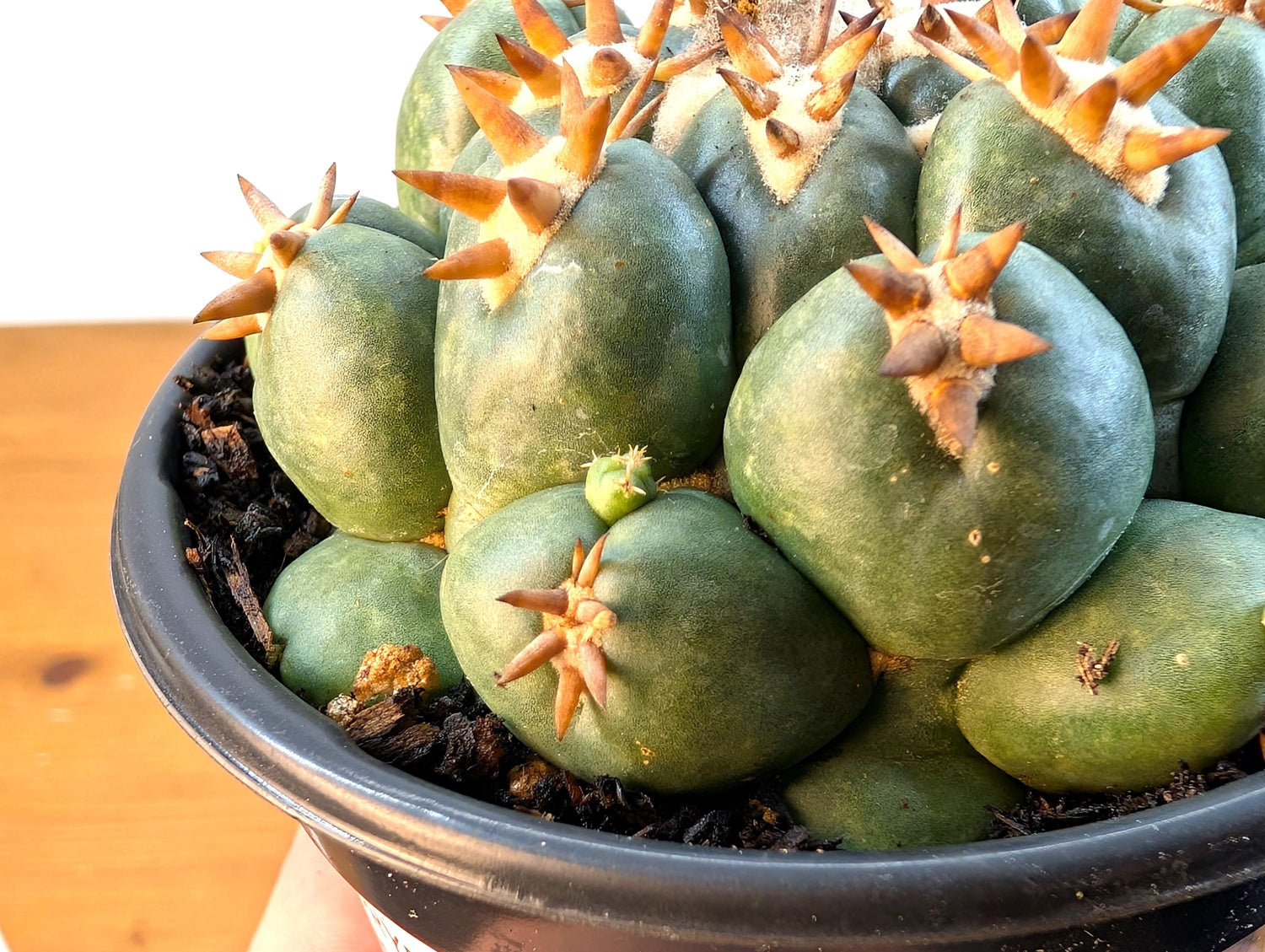 Coryphantha Elephantidens Beehive Cactus - 4 inch pot