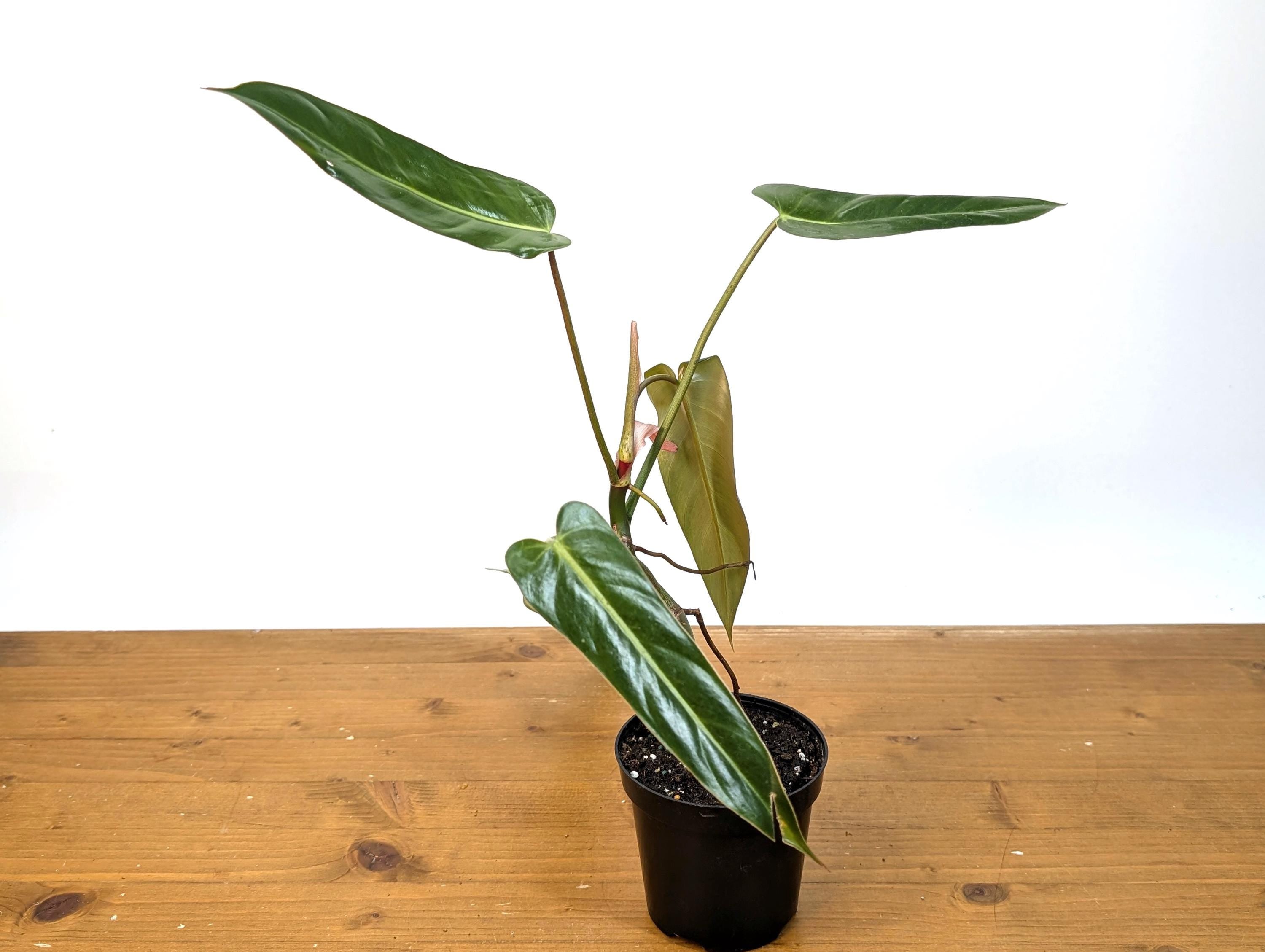 Philodendron Bernardopazzi - Rare Tropical Houseplant Similar Leaves to Spiritus Sancti