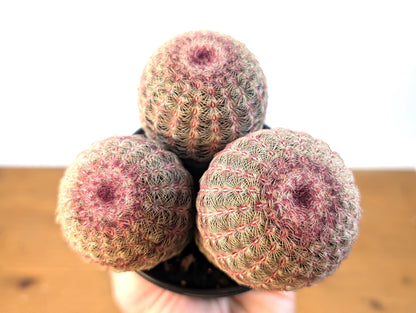 Rainbow Hedgehog Cactus Cluster MULTI HEAD - Echinocereus Rigidissmus Rubrispinus - 4 inch pot