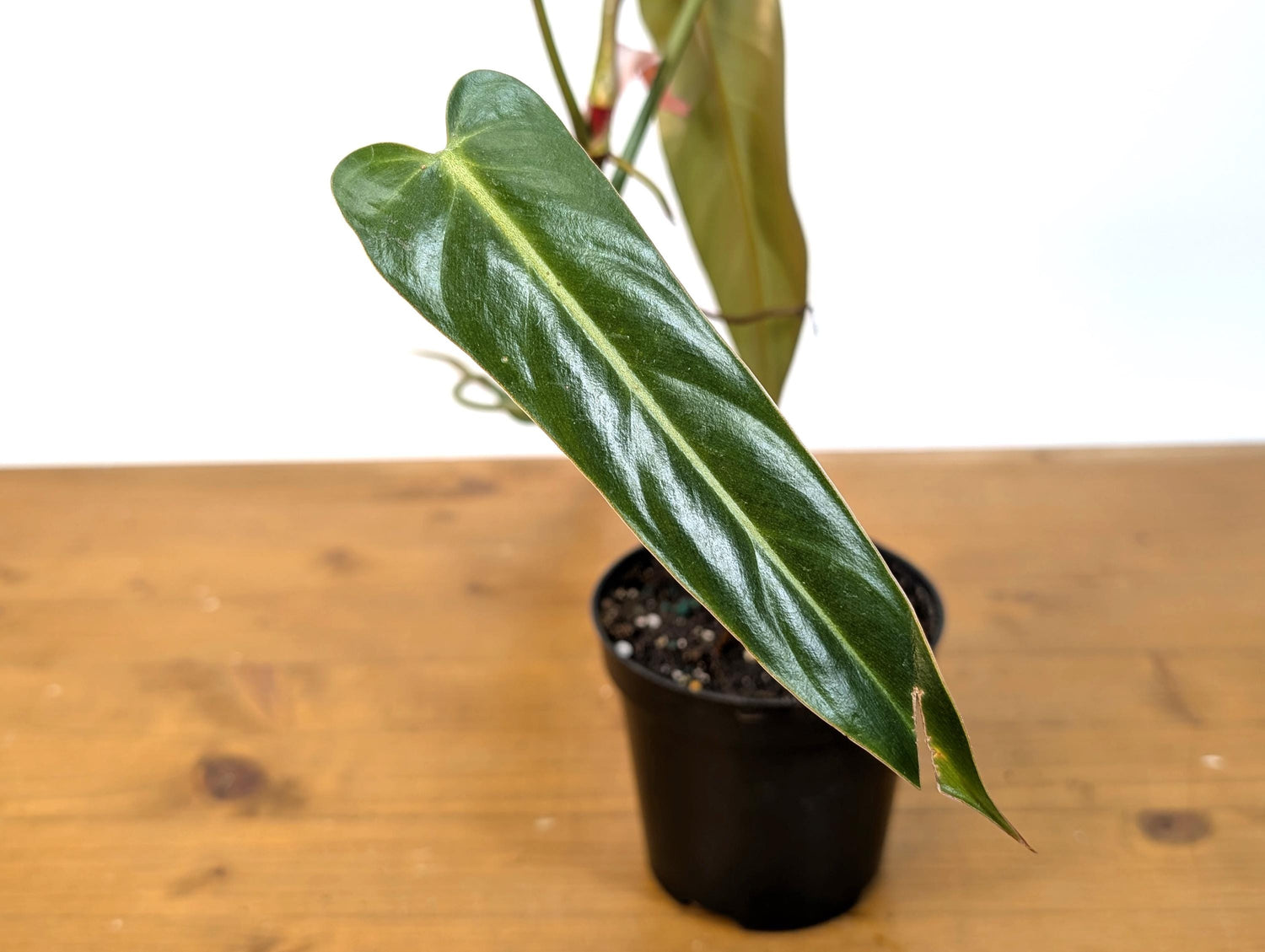 Philodendron Bernardopazzi - Rare Tropical Houseplant Similar Leaves to Spiritus Sancti