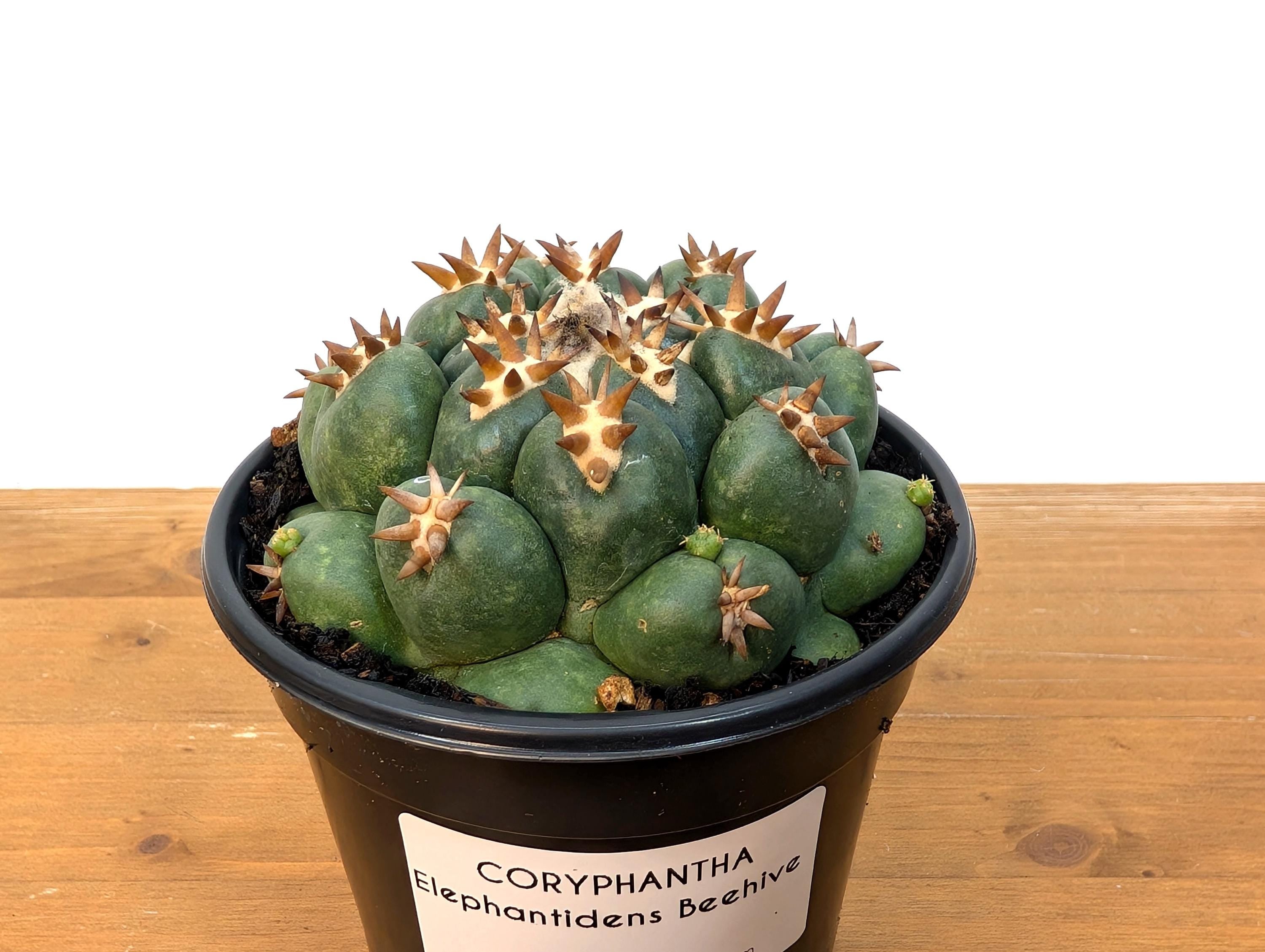 Coryphantha Elephantidens Beehive Cactus - 4 inch pot