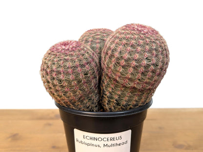 Rainbow Hedgehog Cactus Cluster MULTI HEAD - Echinocereus Rigidissmus Rubrispinus - 4 inch pot