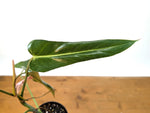 Philodendron Bernardopazzi