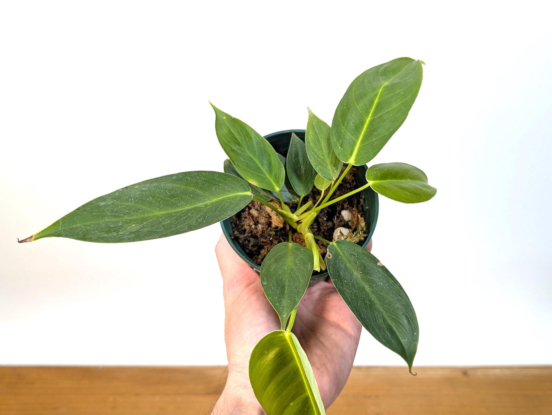 Philodendron Scherberichii Narrow x P. Patriciae - 4 inch pot