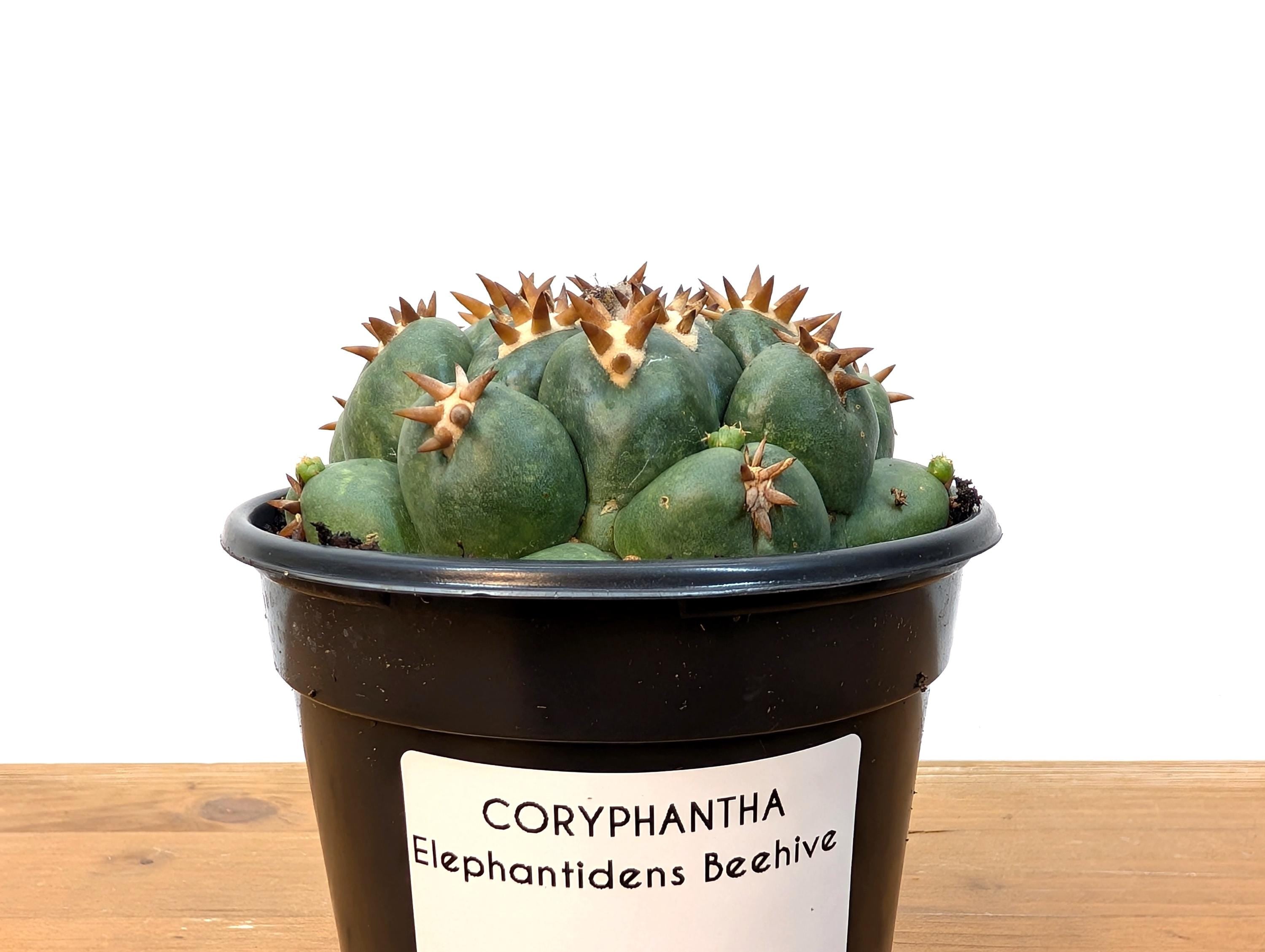 Coryphantha Elephantidens Beehive Cactus - 4 inch pot