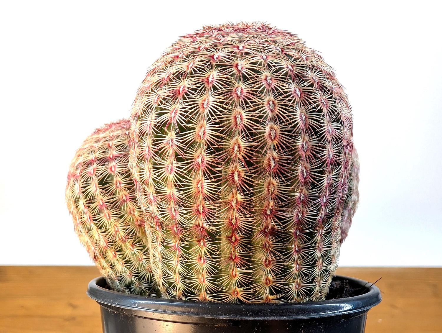 Rainbow Hedgehog Cactus Cluster MULTI HEAD - Echinocereus Rigidissmus Rubrispinus - 4 inch pot