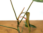 Philodendron Bernardopazzi