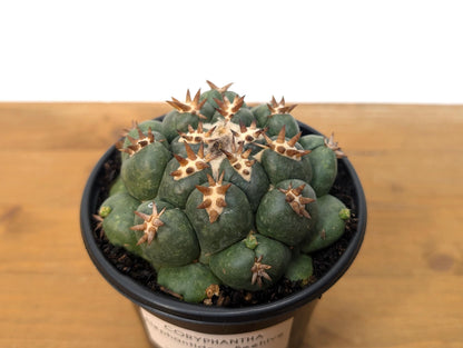 Coryphantha Elephantidens Beehive Cactus - 4 inch pot