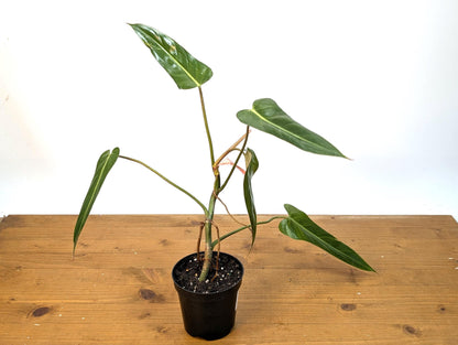 Philodendron Bernardopazzi - Rare Tropical Houseplant Similar Leaves to Spiritus Sancti