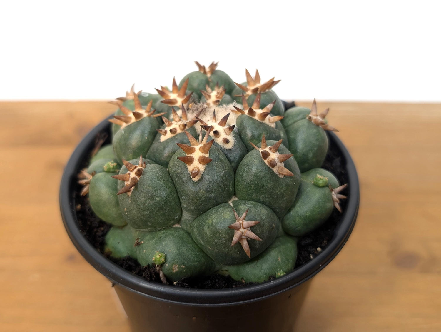 Coryphantha Elephantidens Beehive Cactus - 4 inch pot