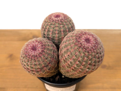 Rainbow Hedgehog Cactus Cluster MULTI HEAD - Echinocereus Rigidissmus Rubrispinus - 4 inch pot