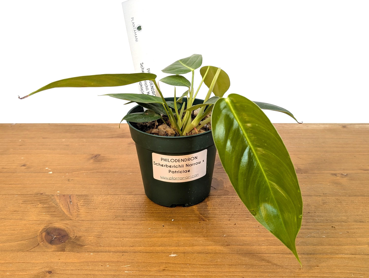 Philodendron Scherberichii Narrow x P. Patriciae - 4 inch pot