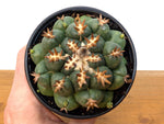 Beehive Cactus - Coryphantha Elephantidens