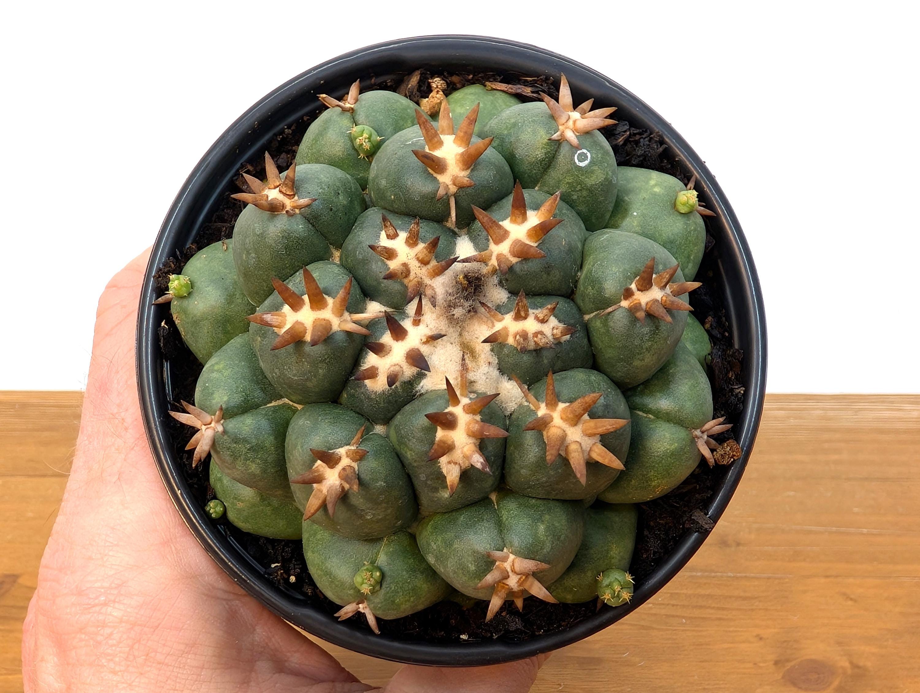 Coryphantha Elephantidens Beehive Cactus - 4 inch pot