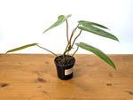 Philodendron Bernardopazzi