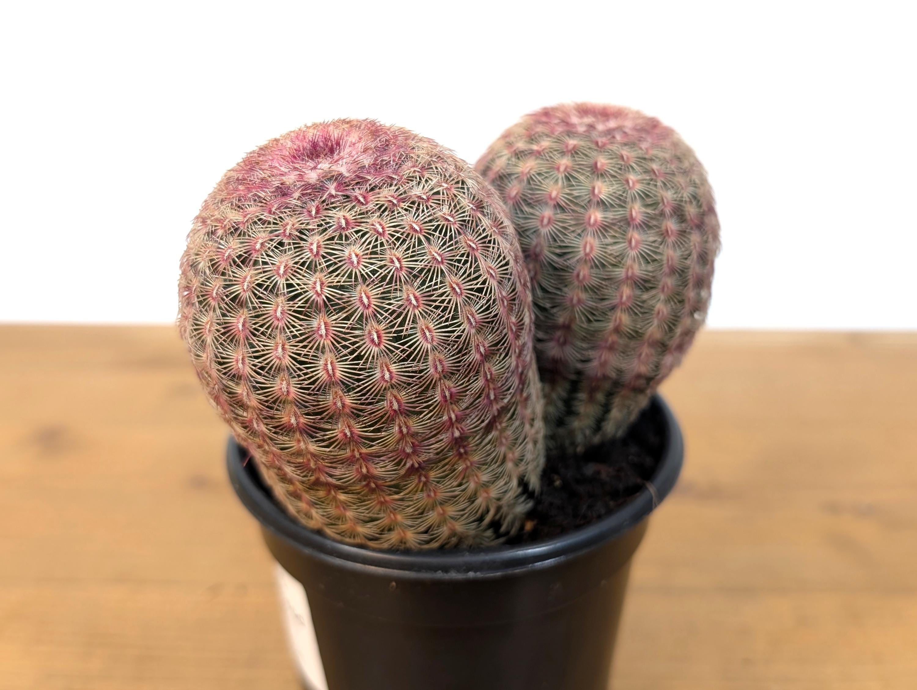 Rainbow Hedgehog Cactus Cluster MULTI HEAD - Echinocereus Rigidissmus Rubrispinus - 4 inch pot