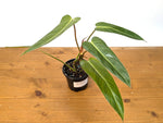 Philodendron Bernardopazzi