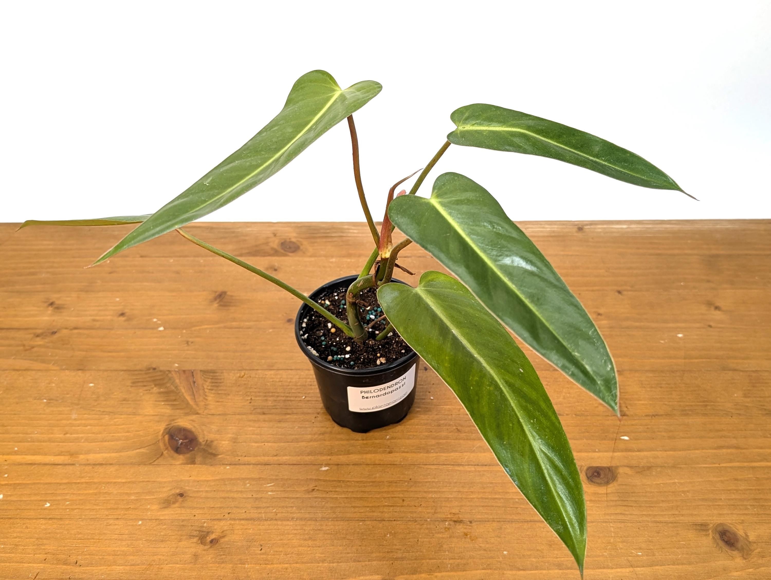 Philodendron Bernardopazzi - Rare Tropical Houseplant Similar Leaves to Spiritus Sancti