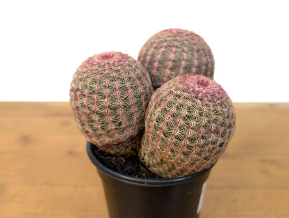 Rainbow Hedgehog Cactus Cluster MULTI HEAD - Echinocereus Rigidissmus Rubrispinus - 4 inch pot