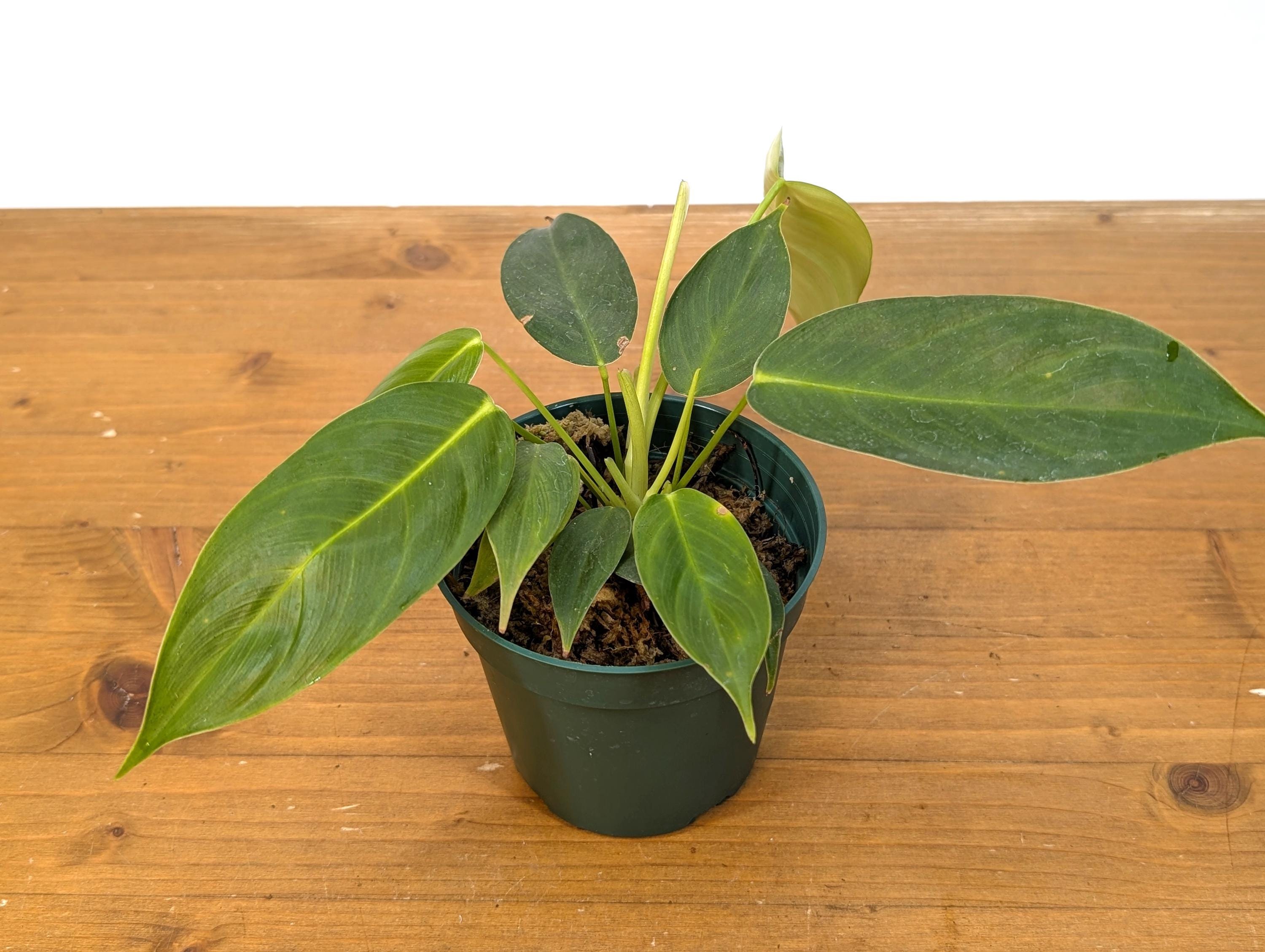 Philodendron Scherberichii Narrow x P. Patriciae - 4 inch pot