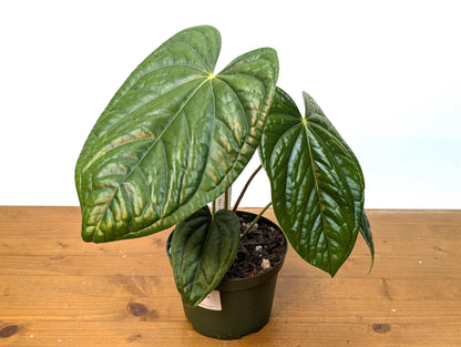 Anthurium Black Diamond Light (Luxurians x Regale Light) Mature Plant in 6 inch pot