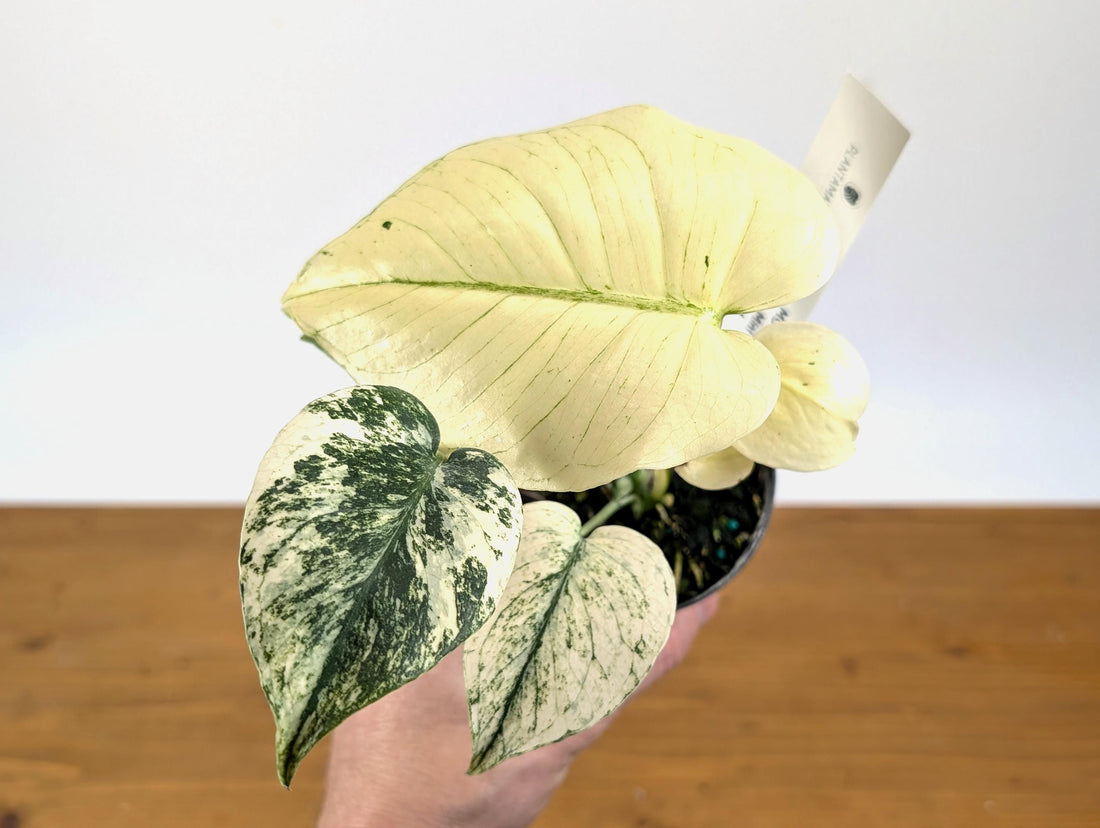 WOW! Monstera WHITE Monster